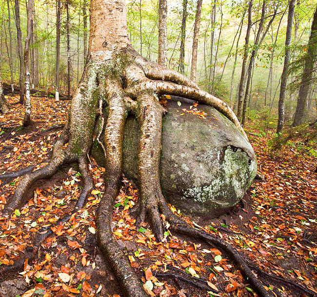 yellowbirchrootsweb_edited