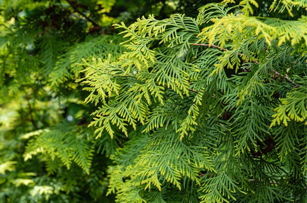 branch2