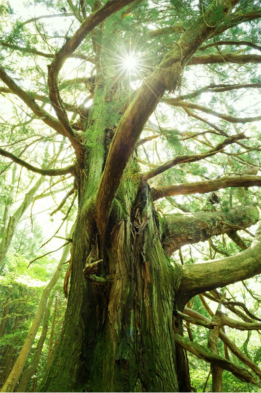 tree